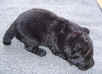 Newfoundland puppy image:  Lucy Maud