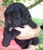 Newfoundland puppy photo:  Lucy Maud at 5 weeks
