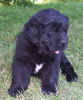 Newfoundland puppy photo: Lucy Maud at 6 weeks