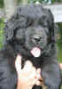 Newfoundland puppy photo: Lucy Maud at 7 weeks