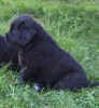 Newfoundland puppy image: Parker at 6 weeks