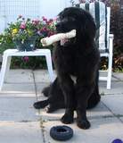 photo:  Newfoundland dog Ceileigh celebrating 1st birthday