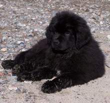 photo:  Newfoundland pup; Zoey 