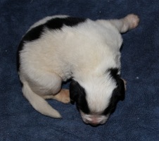Photo of a Landseer Newfoundland puppy: Casper