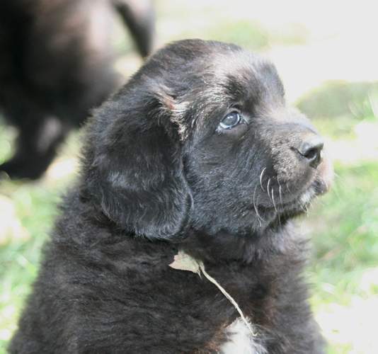 Newfoundland puppy image: Georgie at 6 weeks