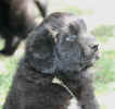 Newfoundland puppy image: Georgie (Schooner x Navy)
