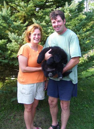 Newfoundland puppy photo: Georgie at 8 weeks with her new family.