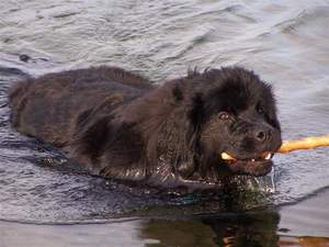 photo:  Newfoundland pup; Zoey @ 11 months, discovers the lake!