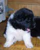 Newfoundland Puppy photo:  Gracie-Anne