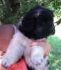 Newfoundland Puppy photo:  Gracie-Anne at 5 weeks old