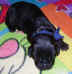Photo of newborn Newfoundland puppy, Becky