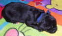 Photo of newborn Newfoundland puppy, Becky.