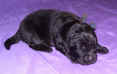 Photo of Newfoundland puppy, Becky, at 1 week old.