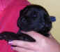 Photo of Newfoundland puppy, Becky, at 2 weeks old.