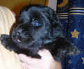 Photo of Newfoundland puppy, Becky, at 3 weeks old.