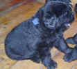 Photo of Newfoundland puppy, Becky, at 4 weeks old.