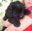 Photo of Newfoundland puppy, Becky, at 5 weeks old.