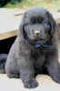 Photo of Newfoundland puppy, Becky, at 7 weeks old.