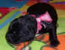 Photo of newborn Newfoundland puppy, Abby