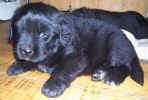 Photo of 4 week old Newfoundland puppy; Abby