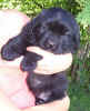 Photo of 5 week old Newfoundland puppy; Abby