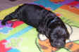 Newborn Newfoundland puppy photo; Keeta