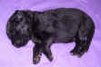 Newborn Newfoundland puppy photo; Keeta
