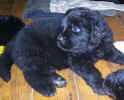 Photo of 4 week old Newfoundland puppy; Keeta