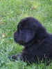 Photo of 6 week old Newfoundland puppy; Keeta