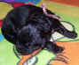 Photo of newborn Newfoundland pup, Emerson