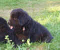 Photo of Newfoundland pup, Emerson, at 6 weeks old.
