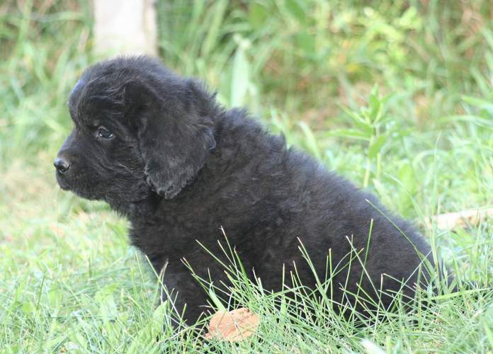 Photo of Newfoundland pup, Emerson, at 7 weeks old