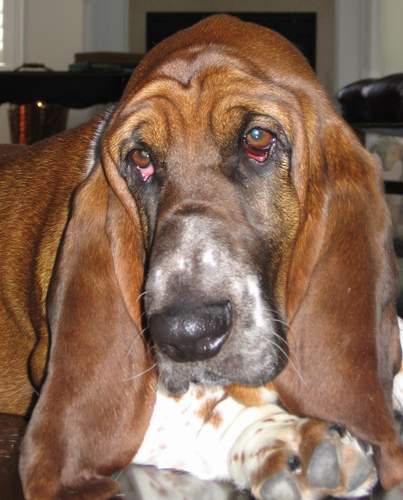 Basset Hound:  Tom, lives with Lucy Maud!