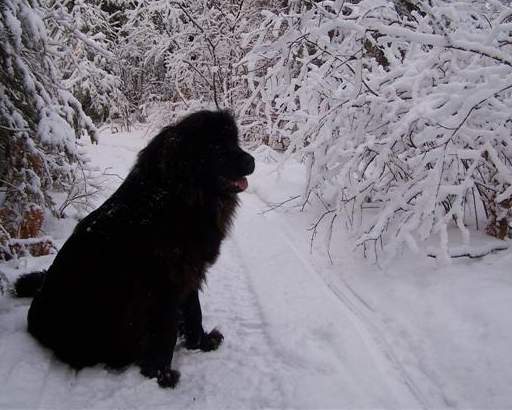 Photo Newfoundland Dog: Cumara's Zoey-Jan 07