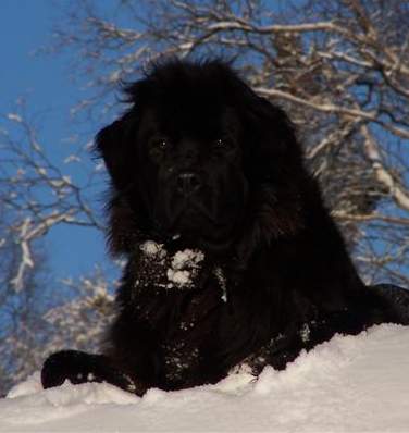 Photo Newfoundland Dog: Cumara's Zoey-Jan 07