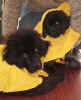 Newfoundland pup image:  Abby and Storm wearing raincoats!