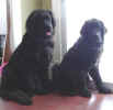 Newfoundland pup image:  Abby and Storm 