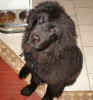 Newfoundland pup image:  Abby 