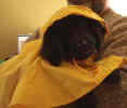 Newfoundland pup image:  Abby wearing a raincoat!