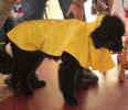 Newfoundland pup image:  Abby wearing a raincoat!