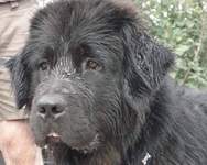Newfoundland dogs: Abby and Storm