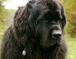 Newfoundland dog: Abby-Victoria