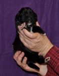 Newfoundland pup Abigail