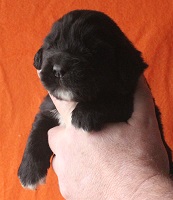 Newfoundland pup Abigail