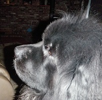 Newfoundland dog: Angus