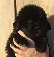 Newfoundland pup Archie