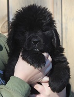 Newfoundland pup Archie