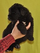 Newfoundland puppy: Arthur