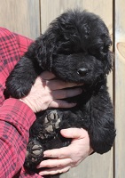 Newfoundland puppy: Arthur