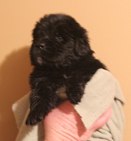 Newfoundland pup image: Bailey at 3 weeks